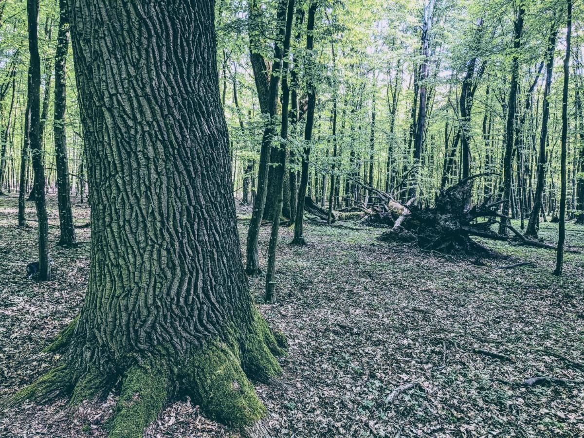 Лоджи Pieńki Wiewiórki - dom odcięty od świata Pieńki Słubickie-21
